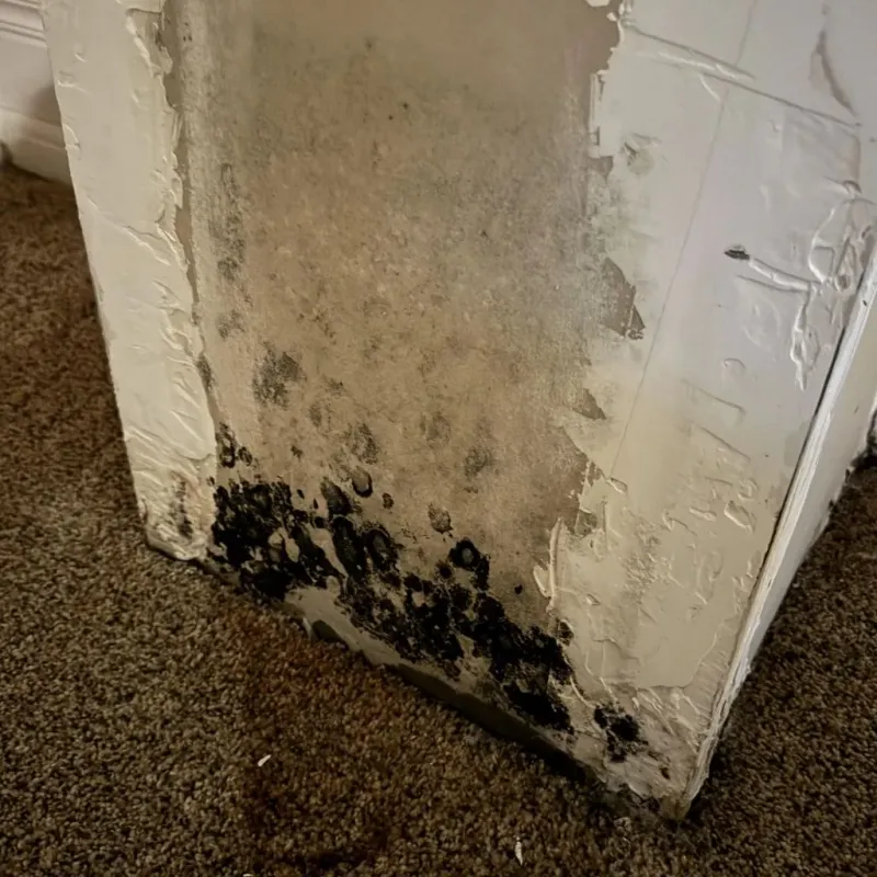 Professional Mold Removal in Austin County, TX